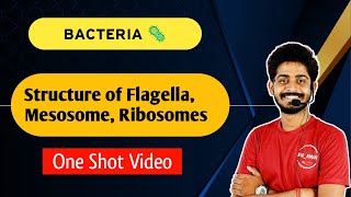 Bacteria - Structure of Flagella, Mesosome, Ribosomes | Structure of Bacteria | By Bioaman Bhaiya