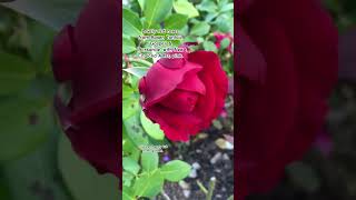 Beautiful red roses ,fall. #shortsfeed #shortvideo #rose #flower #nature #garden #joy #garten #love