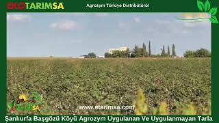 Şanlıurfa Başgözü Köyü Agrozym Uygulanan Ve Uygulanmayan Tarla Arasındaki Fark