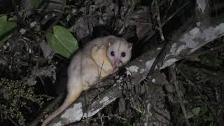 White Morph of Northern Common Cuscus!