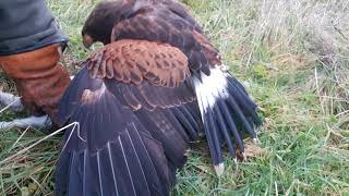 Harris Hawk catching Bolted Rabbit #9