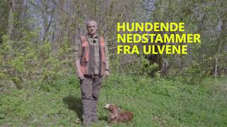 Pas på vilde dyr i naturen - hold hunden i snor!