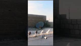 POMERANIAN POUTER PIGEONS|| #foryou #viralvideo #viral #youtubeshorts #ytshorts #trending #reels