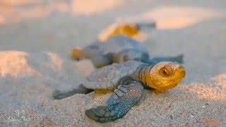 Andilana Beach Resort - La schiusa delle uova di tartaruga all' alba del 14 Aprile 2016