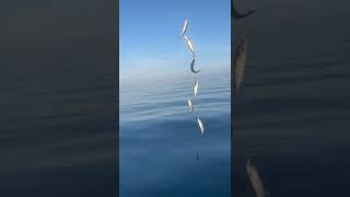 Mackerel fishing on feathers #fishing #mackerel #shorts