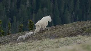 Mountain goat with twins