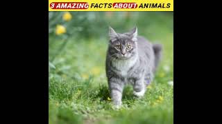 कुत्ते ये फल खाने से मर जाते है | 3 facts about animals | #youtubeshorts #ytshorts #short #shorts