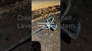 creature from hell? laverton western Australia 👺