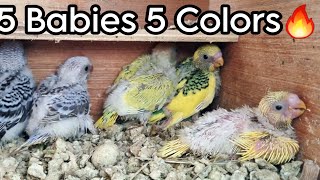 Budgies Raised 5 Different Colored Babies 🔥😍 ||  All About Pets