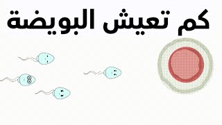 كم من الوقت تظل البويضة حية عمر البويضة كم تبقى البويضة كم تعيش البويضة دكتور يوسف عيدDR YUSSIF EID