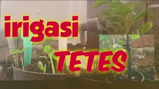 Irigasi tetes - solusi mudah agar tanaman tak kekeringan ketika ditinggal bepergian.