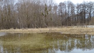 Іду до батьків селом