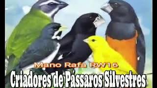 Mano Rafa RW16 Criadores de Pássaros Silvestres,top este rap👌🙌