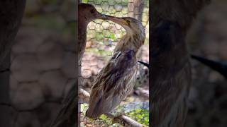 #bird #birdslover #animals #birdlovers #bittern