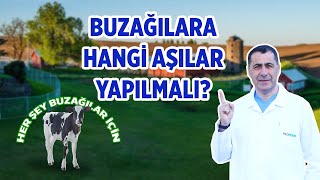 Buzağılara hangi aşılar yapılmalı?