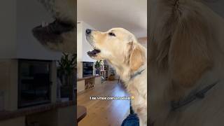 Why This Golden Retriever & Husky Mix Is Always Confused