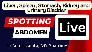 Abdomen spotting : Anatomy exam