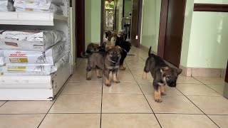 German shepherd Puppies First time at the vet 🐶❤️🙌(successful)