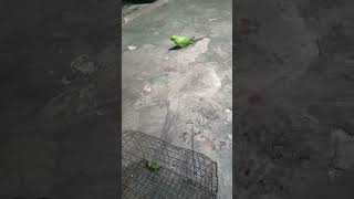 parrot amazing talking #greenparrot #talkingparrot