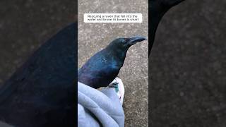 This crow was rescued after falling into the water, and then this happened. #animalshorts