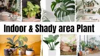 Indoor & Shady area Plant for walkway and home entrance #indoorplants #indoorplant #oxygen #colors