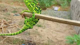 Chameleon Body Changing Colours By Camouflage