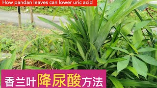 香兰叶治痛风方法和种植方法。Pandan leaf benefit.