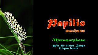 Wie die kleine Raupe fliegen lernte (Papilio machaon, Metamorphose modifiziert)