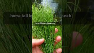 Horsetail plant for hair growth #shortsvideo #hosetail#hairgrowthtips