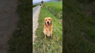 Take two Goldies and be Happy #Goldie #Goldenretriever #SweetPaw #NatureLover #SweetDog #Shorts