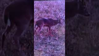 Stud Buck about to Ride Home in the Back of a Truck #deer #shorts #hunting #archery #bowhunting