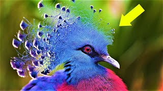 10 Most Beautiful Birds on Planet Earth