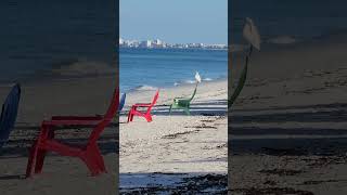 Gulf of Mexico with view of Fort Myers Beach, Florida - #beachsounds #waves #southwestflorida #birds