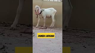 Larkana breed male #qurbanicollection #ytshorts #viral #subscribe #cattle #