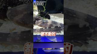 【藍箱水族】鯊魚寶寶孵化啦！一口氣跑出4隻可愛狗鯊魚~