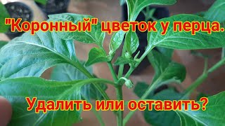 Коронный цветок  Удалить или оставить