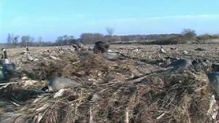 Goose Hunting with Marsh Outdoors