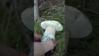 Mushroom Hunting #shorts - Boletus edulis | Cep | King bolete | #mushroom #forest #foraging #fungi