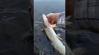 Decent pike on crappie jig