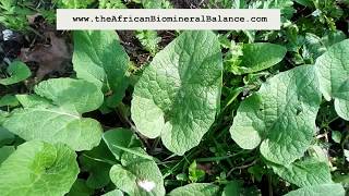 Dr Sebi Approved Burdock Plant