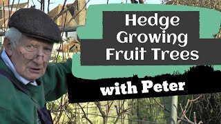 Hedge Growing Fruit Trees | Garden Ideas | Peter Seabrook