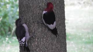 AWESOME RED-HEADED WOODPECKER SLOS MOTION OF FEEDING A FLEDLING