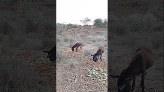 Donkeys are eating fodder and watermelon #ytshorts #donkeylife #donkeyadventure #petdonkey #freedom