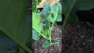 Caterpillars in October/November?? Broccoli and Brussels sprouts zone 8a