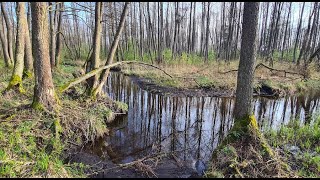 2024 04 Podlasie Wiosna - Nietupa, Biebrza, Puszcza Białowieska, Dojlidy