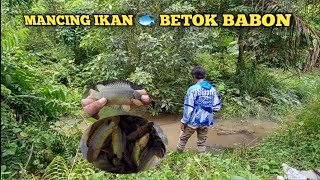 MANCING BETOK BABON kuning