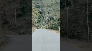 way of sikkim #shorts #shortsfeed #shortsvideo #shortsviral