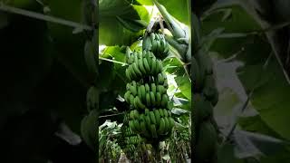 Banana Plantation in Mulching @Bananasmartfarming