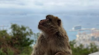 Seglar till Gibraltar för att träffa monkey