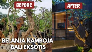 KAMBOJA BALI FOSIL yang keren dan EKSOTIS, serasa di rumah ala RESORT